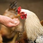 Telur yang Mampu Melawan Kanker dan Penyakit Lainnya