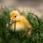 Sitting Duck Bajak Ribuan Domain