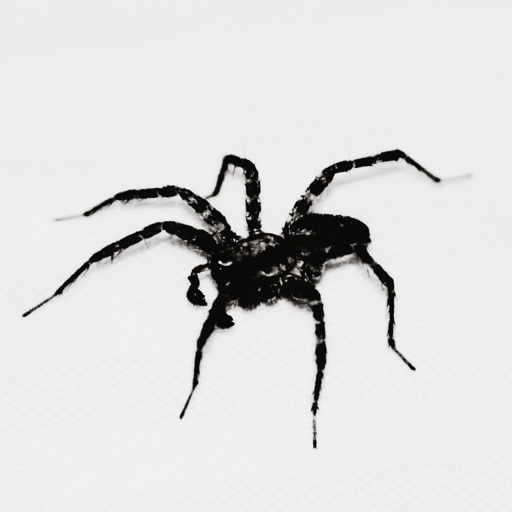 Venom Spider Sasar Staf SDM dengan Skema Phising