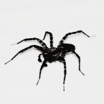 Venom Spider Sasar Staf SDM dengan Skema Phising