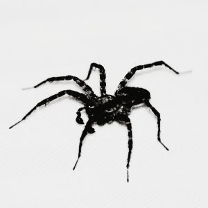Venom Spider Sasar Staf SDM dengan Skema Phising