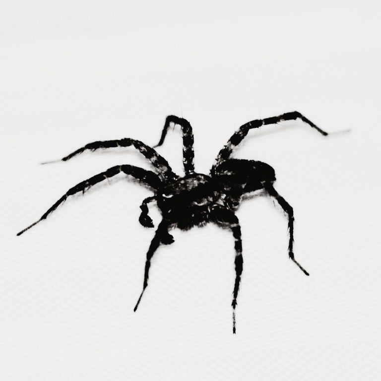 Venom Spider Sasar Staf SDM dengan Skema Phising