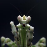 Di Balik Ancaman NeedyMantis