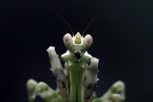 Di Balik Ancaman NeedyMantis